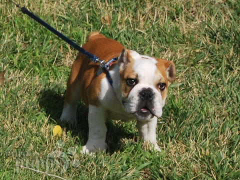Captain - Mini Bulldog Inglés, Referencias de Euro Puppy desde United States