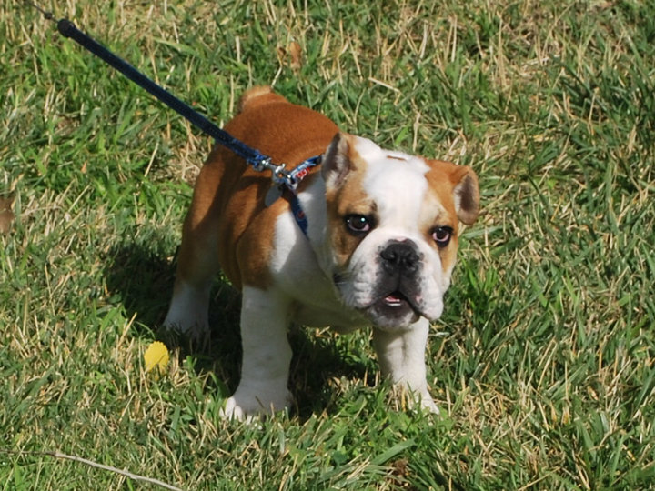 Captain - Mini Englishche Bulldog, Euro Puppy review from United States