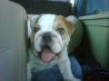 Captain - Mini Englishche Bulldog, Euro Puppy review from United States