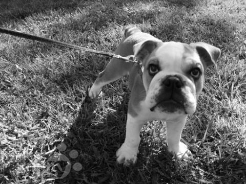 Captain - Mini Bulldog Inglés, Euro Puppy review from United States