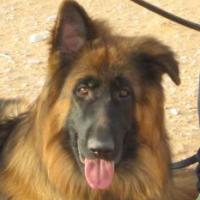 Wax - German Shepherd Dog, Euro Puppy review from Saudi Arabia
