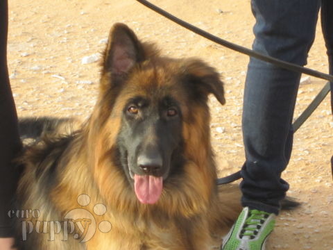 Wax - German Shepherd Dog, Euro Puppy review from Saudi Arabia