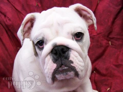 Baddy - Mini Englishche Bulldog, Euro Puppy Referenzen aus United States