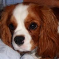 Roxie - Cavalier King Charles, Referencias de Euro Puppy desde United Arab Emirates