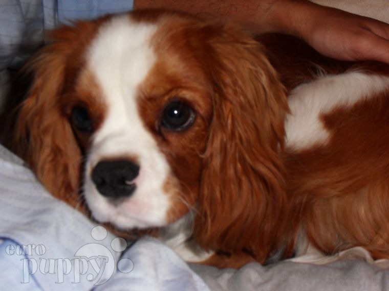 Roxie - Cavalier King Charles, Referencias de Euro Puppy desde United Arab Emirates