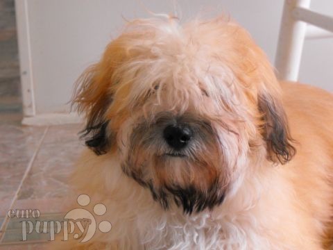 Zeke - Bichón Habanero, Referencias de Euro Puppy desde United States