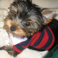 Mia - Yorkshire Terrier, Euro Puppy review from Qatar