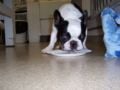 Rodney - Bulldog Francés, Euro Puppy review from United States