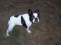 Rodney - French Bulldog, Euro Puppy review from United States