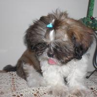 Aomori - Shih Tzu, Euro Puppy review from Cyprus