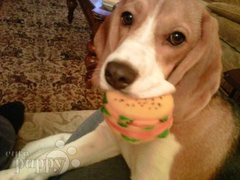 Chikka - Beagle, Euro Puppy review from Egypt