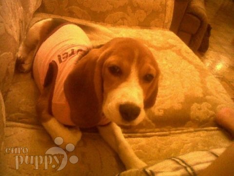 Chikka - Beagle, Euro Puppy review from Egypt