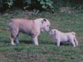 Princess - Bulldog, Euro Puppy review from United States