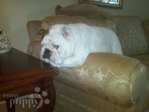 Princess - Bulldog, Euro Puppy review from United States