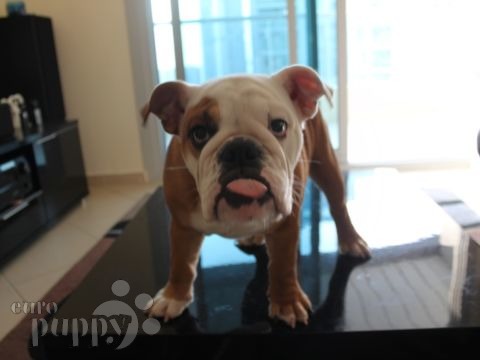 Abby - Mini Englishche Bulldog, Euro Puppy review from United Arab Emirates