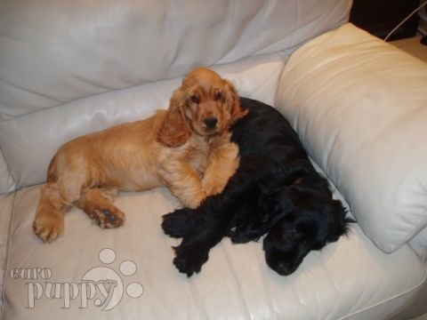 Oracle & Hale Berry - Cocker Spaniel Inglés, Referencias de Euro Puppy desde Switzerland