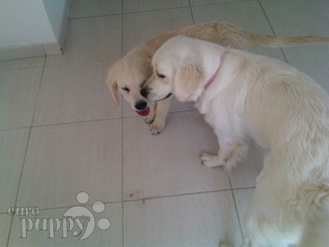 Brinkley - Golden Retriever, Euro Puppy Referenzen aus United Arab Emirates