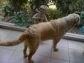 Dusty - Golden Retriever, Euro Puppy review from United Arab Emirates