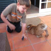 Elvis - Bulldogge, Euro Puppy Referenzen aus Portugal