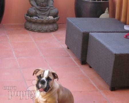 Elvis - Bulldogge, Euro Puppy Referenzen aus Portugal