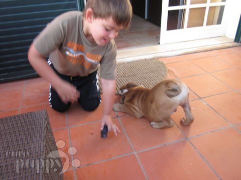 Elvis - Bulldog, Euro Puppy review from Portugal