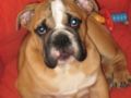 Elvis - Bulldogge, Euro Puppy review from Portugal