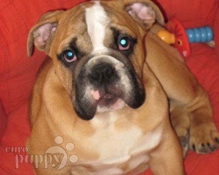 Elvis - Bulldogge, Euro Puppy review from Portugal