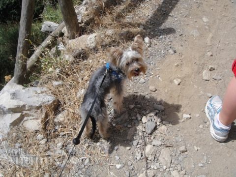 Rizzo - Yorkshire Terrier, Euro Puppy review from Italy