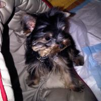 Mini Moris - Yorkshire Terrier, Euro Puppy Referenzen aus Qatar