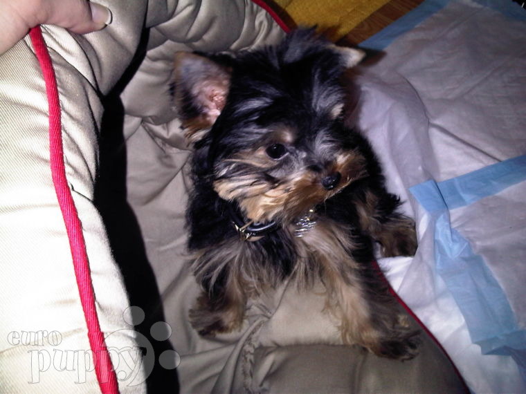 Mini Moris - Yorkshire Terrier, Euro Puppy review from Qatar