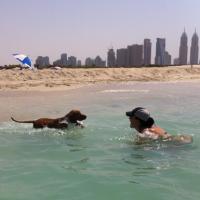 Hunter - Hungarian Vizsla, Euro Puppy review from United Arab Emirates