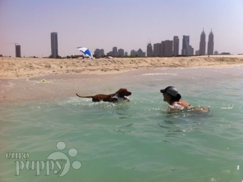 Hunter - Vizsla Húngaro, Euro Puppy review from United Arab Emirates