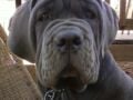 Thor - Neapolitan Mastiff, Euro Puppy review from United States