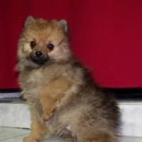 Prince - Pomeranian, Euro Puppy review from Bosnia and Herzegovina
