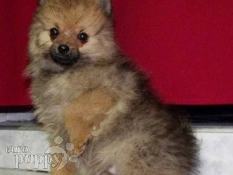 Prince - Pomerano, Euro Puppy review from Bosnia and Herzegovina