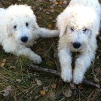 Jackson & Benson - Komondor, Euro Puppy Referenzen aus Canada