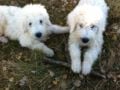 Jackson & Benson - Komondor, Referencias de Euro Puppy desde Canada