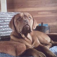 Adelia - Dogue de Bordeaux, Euro Puppy Referenzen aus United States