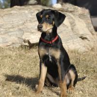 Colorado - Transylvanian Hound, Euro Puppy review from United States