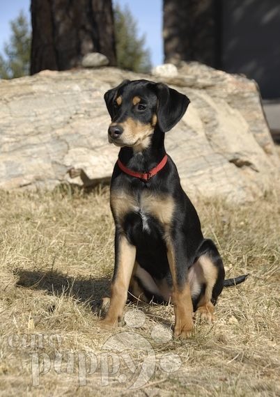 Colorado - Transylvanian Hound, Euro Puppy review from United States