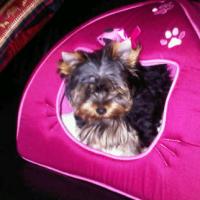 Minnie - Yorkshire Terrier, Euro Puppy Referenzen aus Qatar