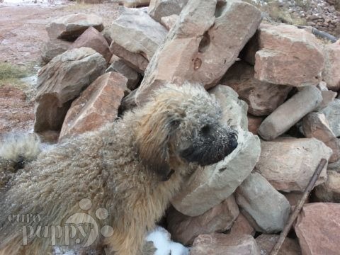 Chibes - Puli, Euro Puppy review from United States