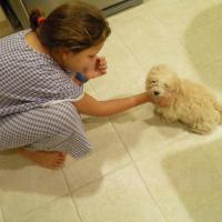 Dixie - Havanese, Euro Puppy review from United Arab Emirates