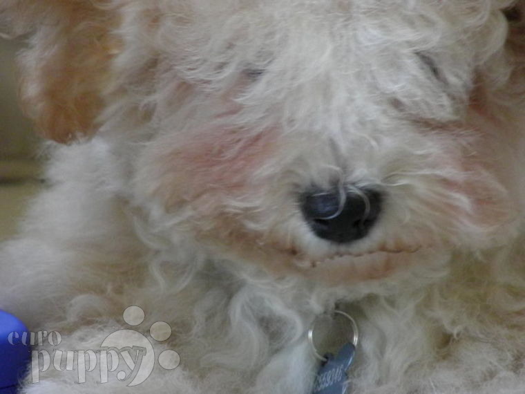 Dixie - Havanese, Euro Puppy review from United Arab Emirates