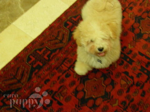Dixie - Havaneser, Euro Puppy review from United Arab Emirates