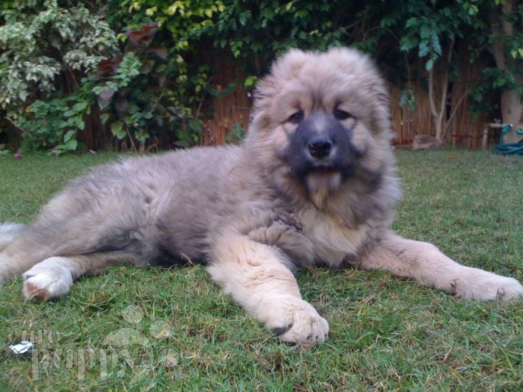 Kisa - Caucasian Mountain Dog, Referencias de Euro Puppy desde Egypt