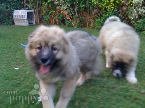 Kisa - Caucasian Mountain Dog, Euro Puppy review from Egypt