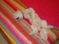 Buster - Havaneser, Euro Puppy review from Qatar