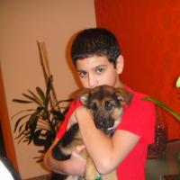 Summer - German Shepherd Dog, Euro Puppy review from Saudi Arabia