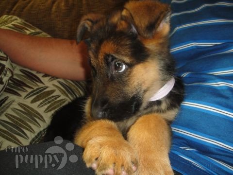 Summer - German Shepherd Dog, Euro Puppy review from Saudi Arabia